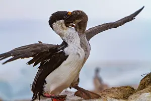 Season Prints: Antarctic shag feeds chick on Weinke Island in the Southern Ocean during breeding season