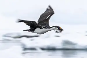 Spread Wings Prints: Antarctic shag (Leucocarbo bransfieldensis) taking flight with nesting material at Port