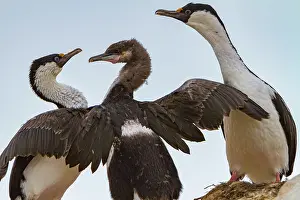 Adults Prints: Antarctic shags feed chick on Weinke Island in the Southern Ocean