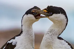 Season Prints: Antarctic shags grooming each other on Weinke Island during mating season in Antarctica
