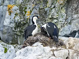 Small Group Of Animals Prints: Antarctic shags (Leucocarbo bransfieldensis)