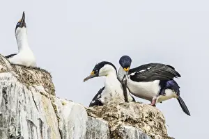 Sealife Prints: Antarctic shags (Phalacrocorax [atriceps] bransfieldensis)