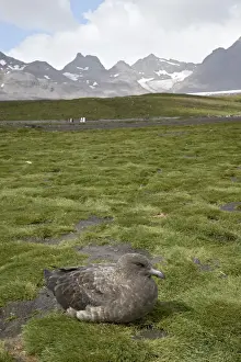 Skua Prints: Antarctic skua or brown skua (Catharacta skua lonnbergi)