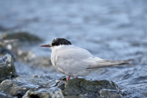 Grytviken Prints: Antarctic tern (Sterna vittata), Grytviken, South Georgia, Polar Regions