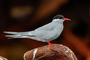 Natural History Prints: Antarctic tern (Sterna vittata)