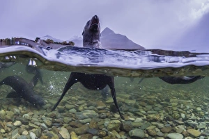 Surface Level View Prints: Antarctica fur seal pup (Arctocephalus gazella), above and below underwater in Husvik Bay