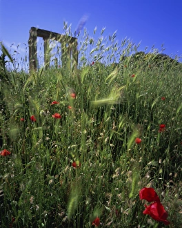 Poppy Prints: Antas Temple