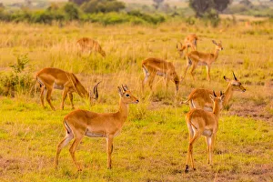 Horns Prints: Antelope in Queen Elizabeth National Park, Uganda, East Africa, Africa