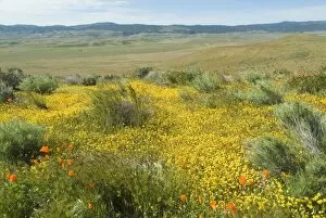 Images Dated 23rd January 2000: Antelope Valley Poppy Reserve