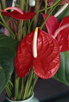 Martinique Prints: Anthurium, Martinique