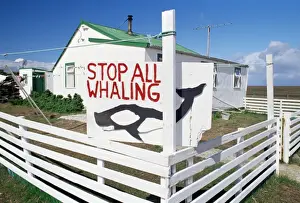 Whaling Prints: An anti-whaling sign in front of Falkland traditional wooden house, Sea Lion Islands