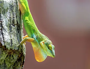 Bermuda Prints: Antiguan Anole Lizard (Anolis Leachii)