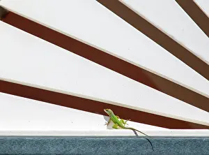 Bermuda Prints: Antiguan Anole Lizard (Anolis Leachii), Bermuda, North Atlantic, North America