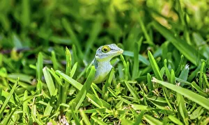 Depth Of Field Prints: Antiguan Anole lizard (Anolis Leachii) in Bermuda, Atlantic, North America