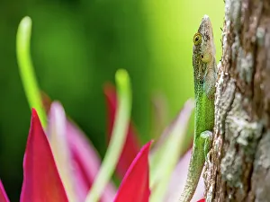 Tree Trunk Prints: Antiguan Anole lizard (Anolis Leachii) in Smiths, Bermuda, Atlantic, North America