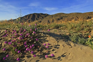 State Park Prints: Anza-Borrego Desert State Park, Borrego Springs, California, United States of America