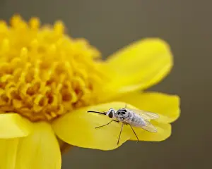 One Insect Prints: Apolysis fly on stemless woollybase (Hymenoxys acaulis), Canyon Country