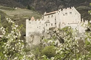 Apple blos s om in s pring and the cas tle at Cas telbello, Adige Valley, Italy, Europe