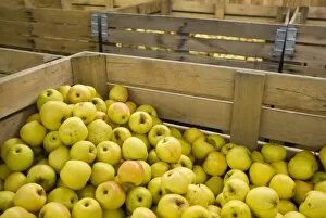 Apple orchard, Michigan, United States of America, North America