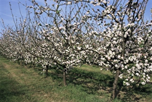 Fruit Tree Prints: Apple trees in bloom, Normandie (Normandy), France, Europe