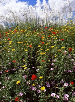 April spring flowers