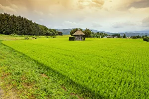 Shrines Prints: Aragami jinja shrine in a field of canola, Tono City, Iwate prefecture, Tohoku, Honshu