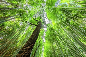 Grove Prints: Arashiyama bamboo grove in Kyoto, Honshu, Japan