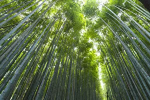 Typically Japanese Gallery: Arashiyama Bamboo Grove Kyoto, Japan, Asia