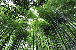 Tree Canopy Prints: Arashiyama Bamboo grove in summer, Arashiyama, Western Kyoto, Japan, Asia