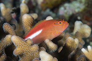 Marine Animal Prints: Arc-eye hawkfish (Paracirrhites arcatus), Matangi Island, Vanua Levu, Fiji, Pacific
