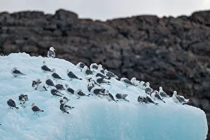 Northern Territory Prints: Arctic birds on an Iceberg on Belcher island