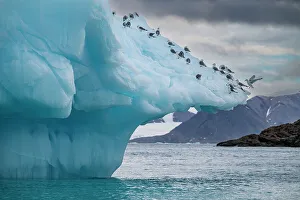 Animal Behavior Prints: Arctic birds on an Iceberg on Belcher island