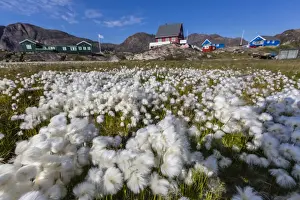 Arctic cotton grass (Eriophorum scheuchzeri) flowering in Sisimiut, Greenland, Polar Regions