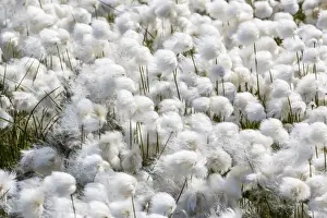 Flowering Prints: Arctic cotton grass (Eriophorum scheuchzeri) flowering in Sisimiut