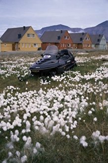 Cotton Grass Prints: Arctic cotton grass and snowmobile