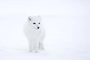 Editor's Picks: Arctic Fox