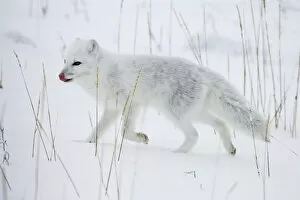 Wilderness Gallery: Arctic fox (Alopex lagopus) running in snow, near Churchill, Manitoba, Canada