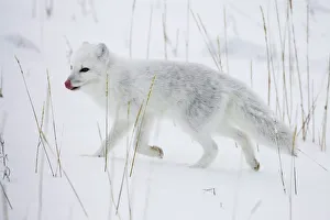 Images Dated 3rd March 2008: Arctic fox (Alopex lagopus) running in snow, near Churchill, Manitoba, Canada