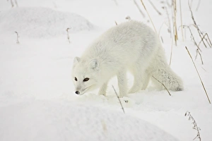 Staring Prints: Arctic fox (Alopex lagopus) in snow, Churchill, Manitoba, Canada, North America