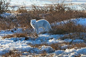 Manitoba Prints: Arctic fox on ice, Wapusk National Park, Manitoba, Canada, North America