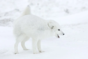 Manitoba Prints: Arctic fox (Polar fox) (Alopex lagopus), Churchill, Hudson Bay, Manitoba