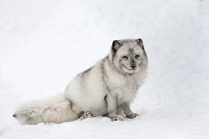 Vixen Prints: Arctic fox vixen (Vulpes lagopus)