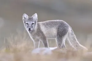 Portrait Prints: Arctic fox (Vulpes lagopus, Alopex lagopus)