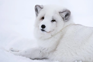 Lying Prints: Arctic fox (Vulpes lagopus), Polar Park, Troms, Norway, Scandinavia, Europe