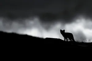 Young Animals Prints: Arctic fox (Vulpes lagopus), puppy in the Fell
