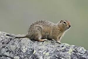 Images Dated 2nd May 2009: Arctic ground squirrel (Parka squirrel) (Citellus parryi), Hatcher Pass