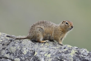 Images Dated 2nd May 2009: Arctic ground squirrel (Parka squirrel) (Citellus parryi), Hatcher Pass