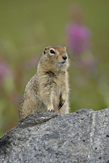 Images Dated 14th May 2009: Arctic ground squirrel (Parka squirrel) (Citellus parryi), Hatcher Pass