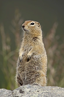 Images Dated 2nd May 2009: Arctic ground squirrel (Parka squirrel) (Citellus parryi), Hatcher Pass Alaska