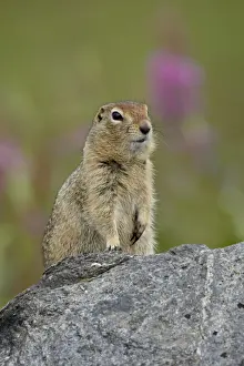 Arctic ground squirrel (Parka squirrel) (Citellus parryi), Hatcher Pass